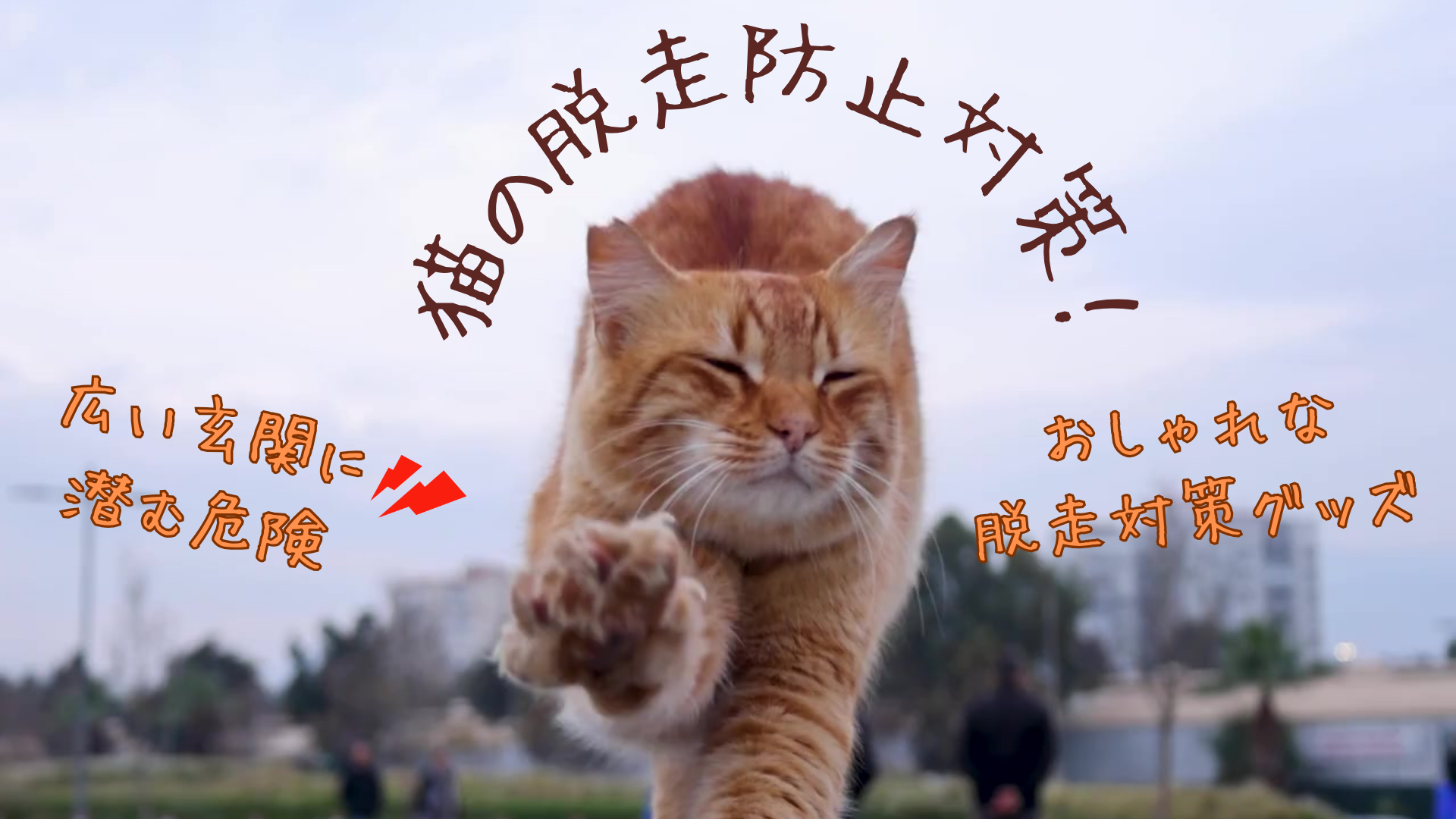 猫の脱走対策